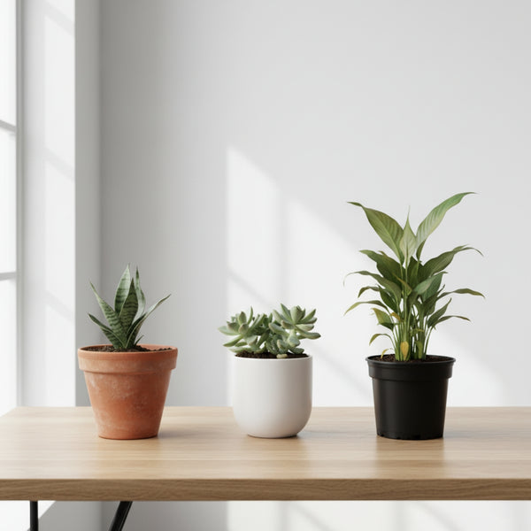 Regular plant pots